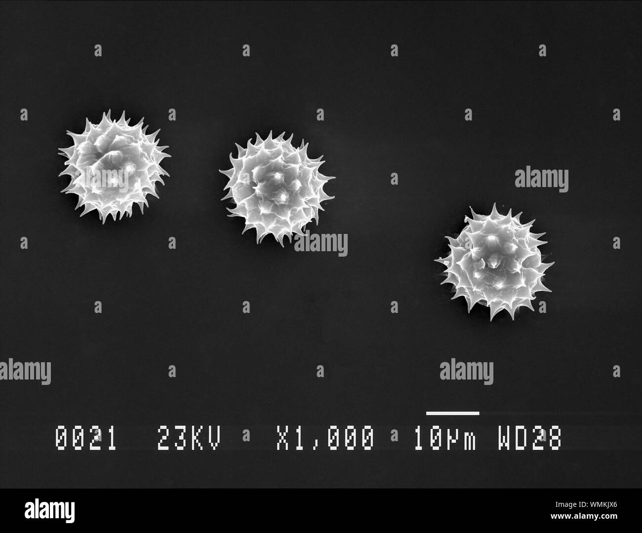 Daisy pollen under electron microscope Stock Photo