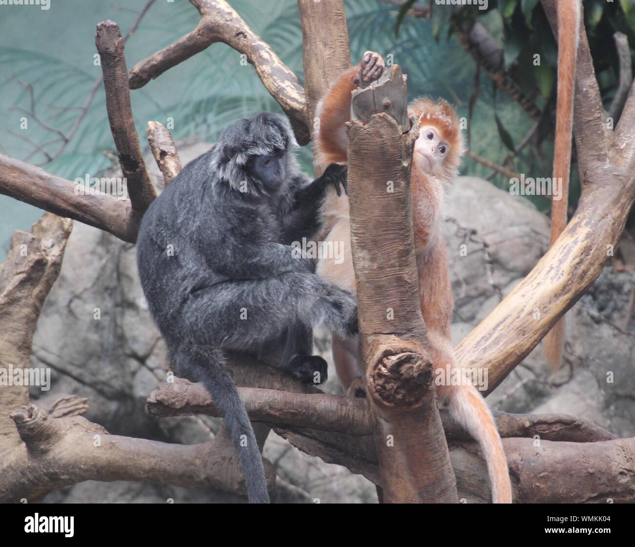 Two monkeys sitting on tree High Resolution Stock Photography and ...