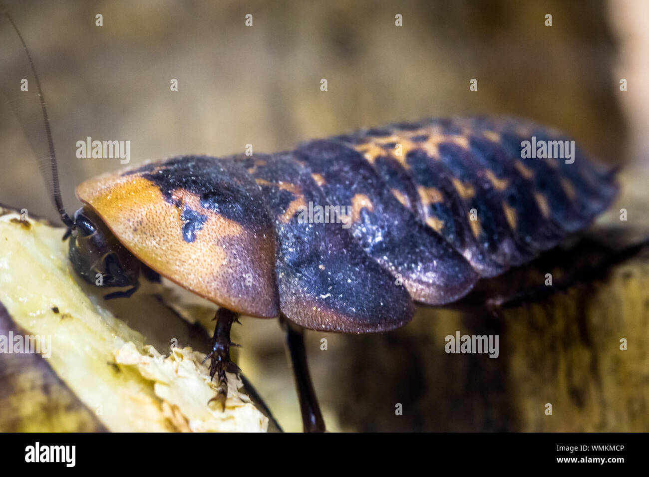 Close-up Of Giant Poppered Roach On Wood Stock Photo