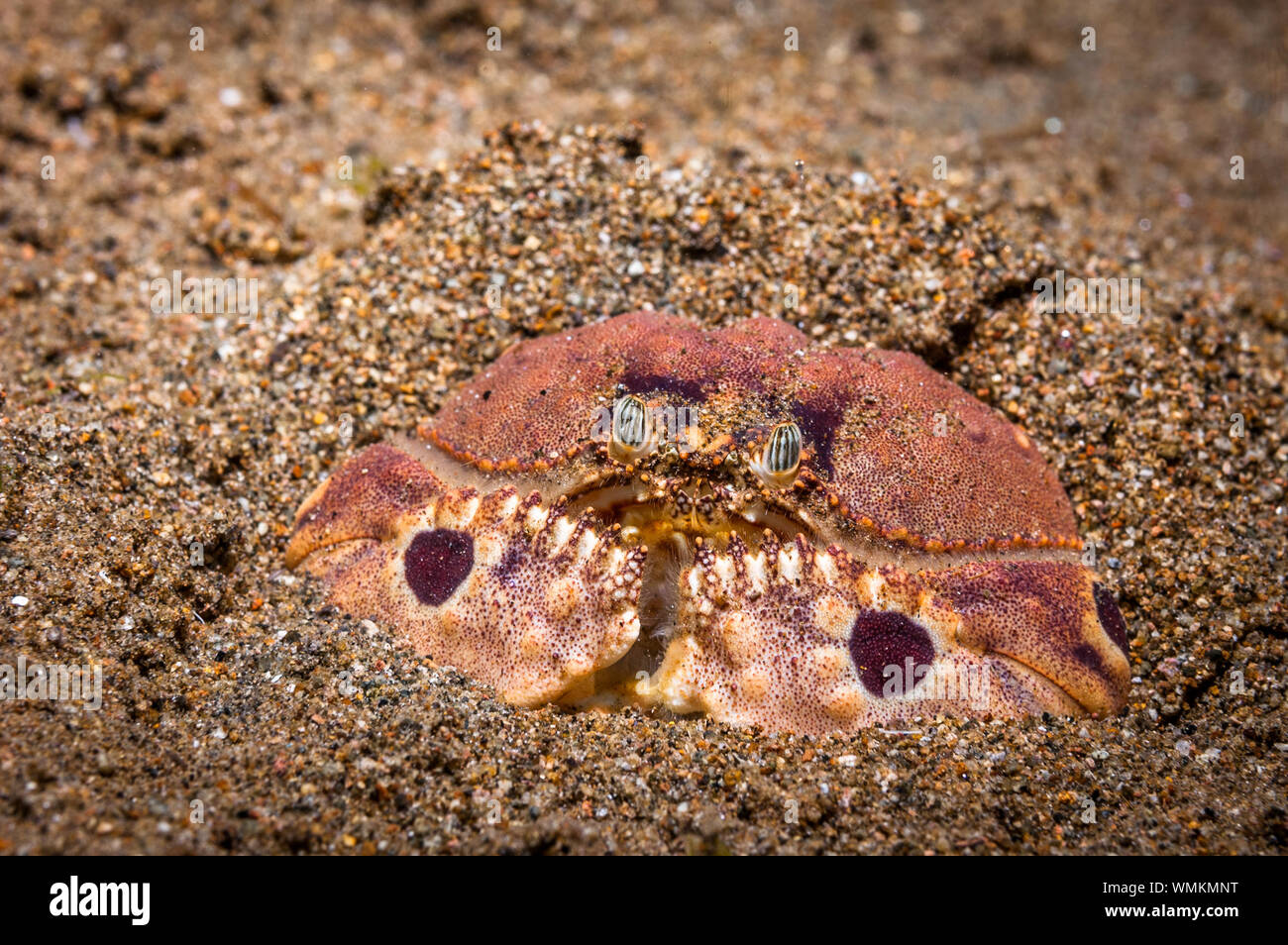 Spectacled box crab Stock Photo