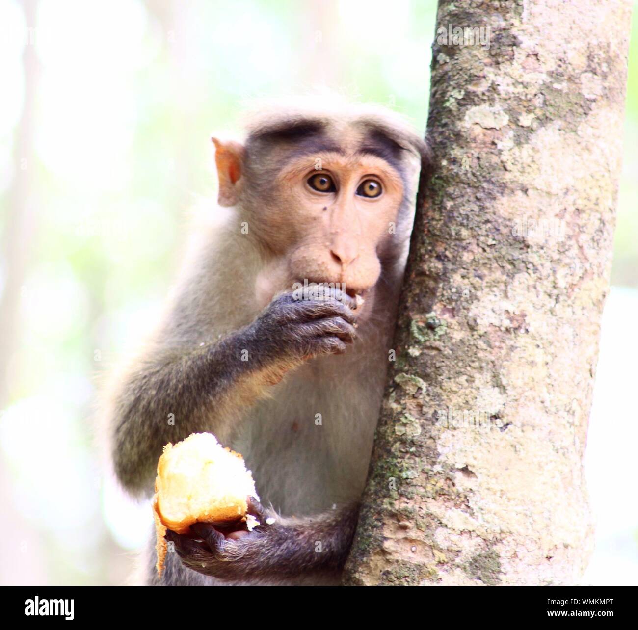 Monkey in tree eating hi-res stock photography and images - Alamy