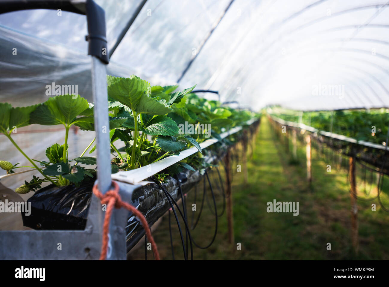 Strawberries growing on strawberry farm in polytunnels UK Stock Photo