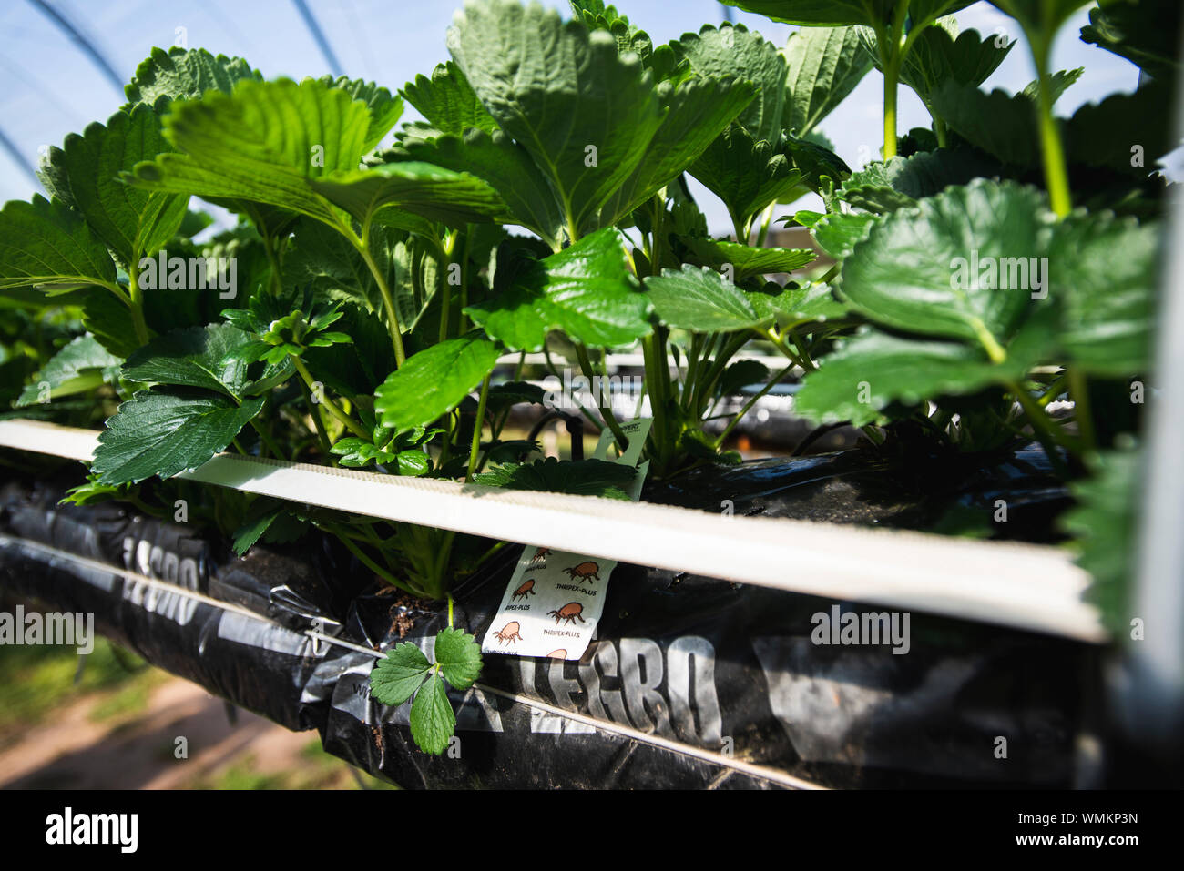 Strawberries growing on farm UK Stock Photo - Alamy