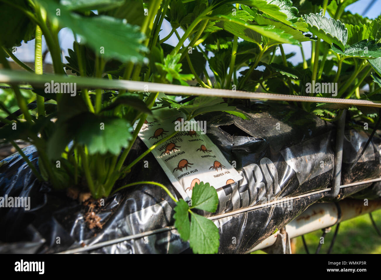 Strawberries growing on farm UK Stock Photo Alamy