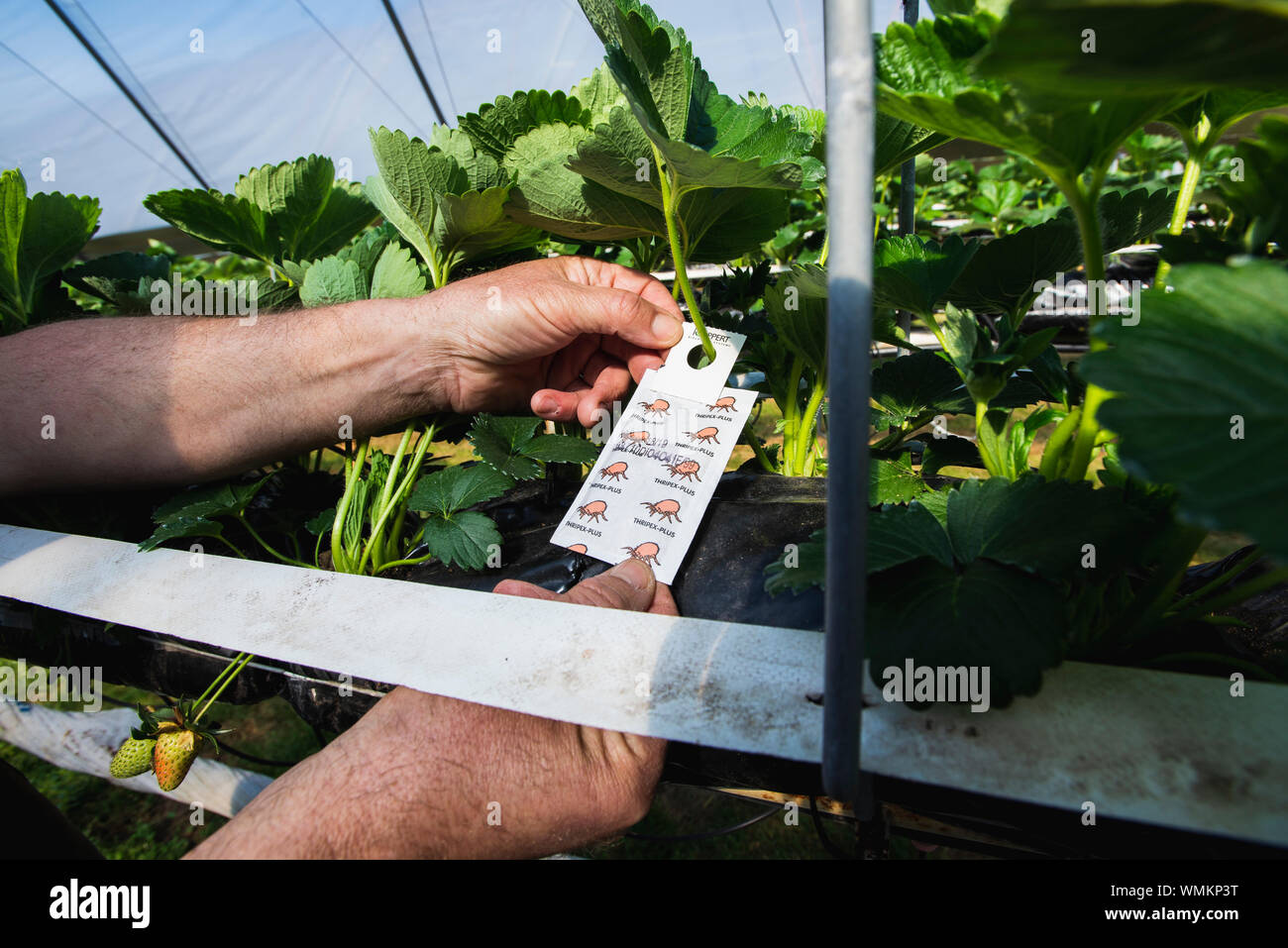 Strawberries growing on farm UK Stock Photo - Alamy