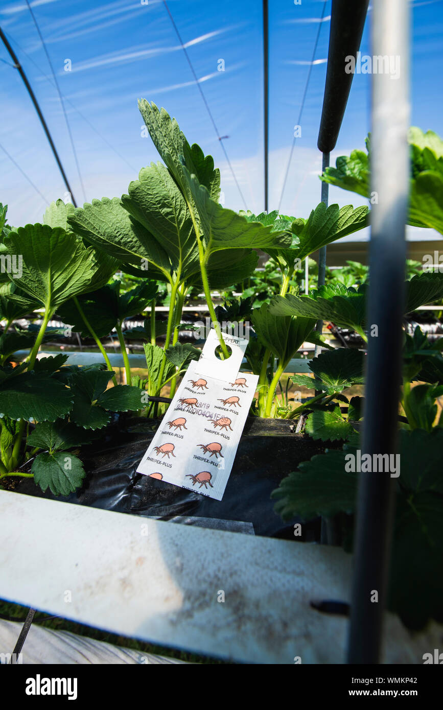 Strawberries growing on farm UK Stock Photo - Alamy