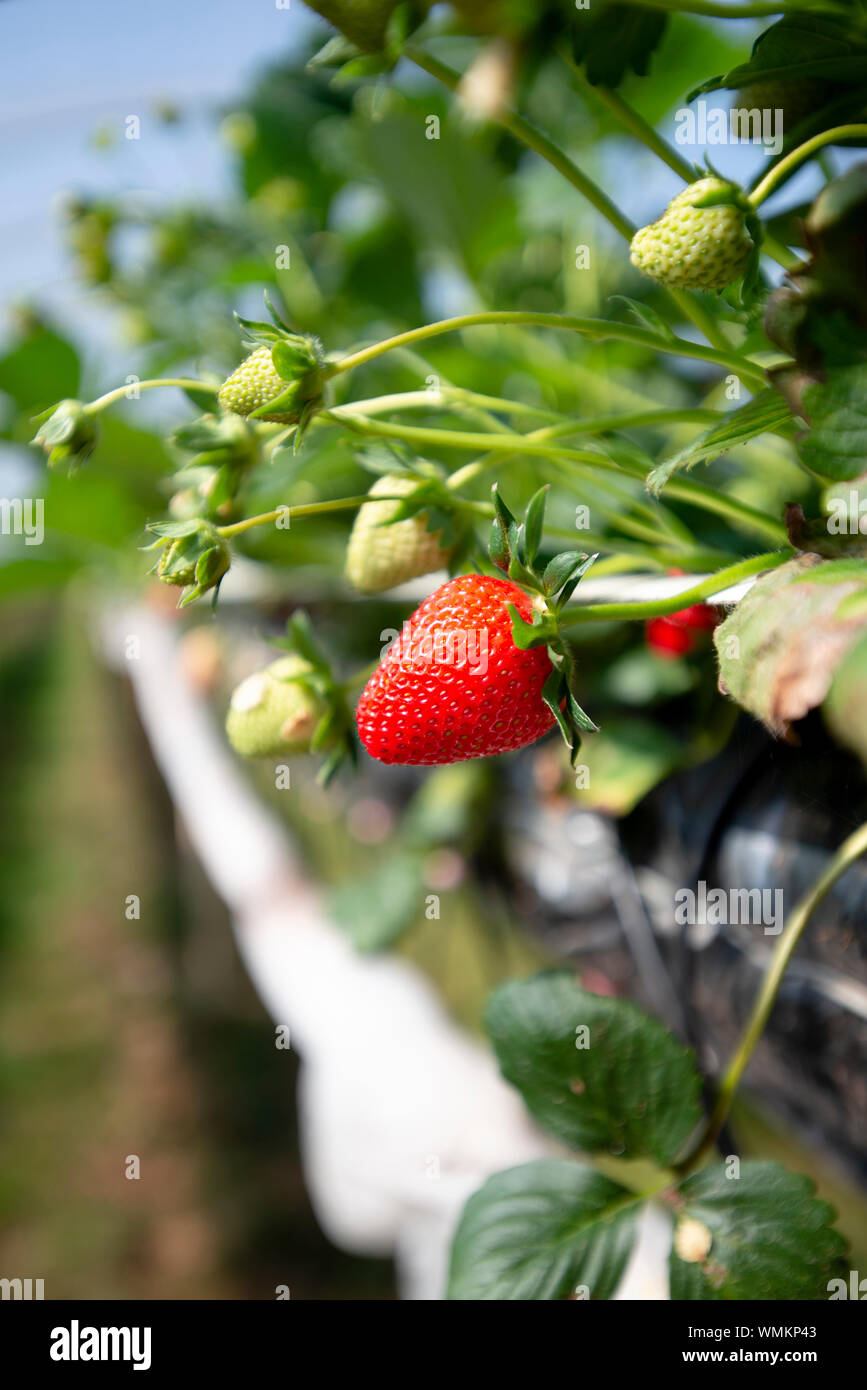 Strawberries growing on strawberry farm UK Stock Photo Alamy