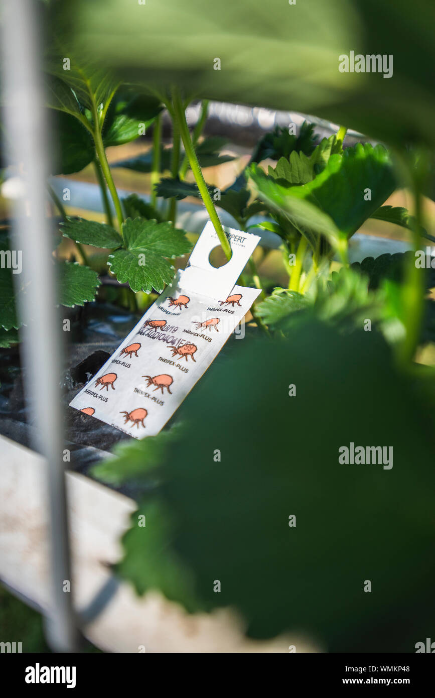 Strawberries growing on farm UK Stock Photo Alamy