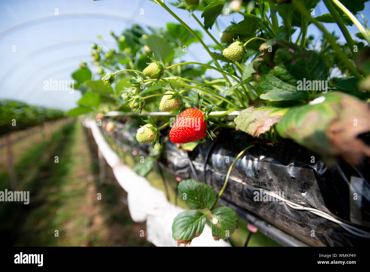 Strawberries growing on strawberry farm UK Stock Photo Alamy