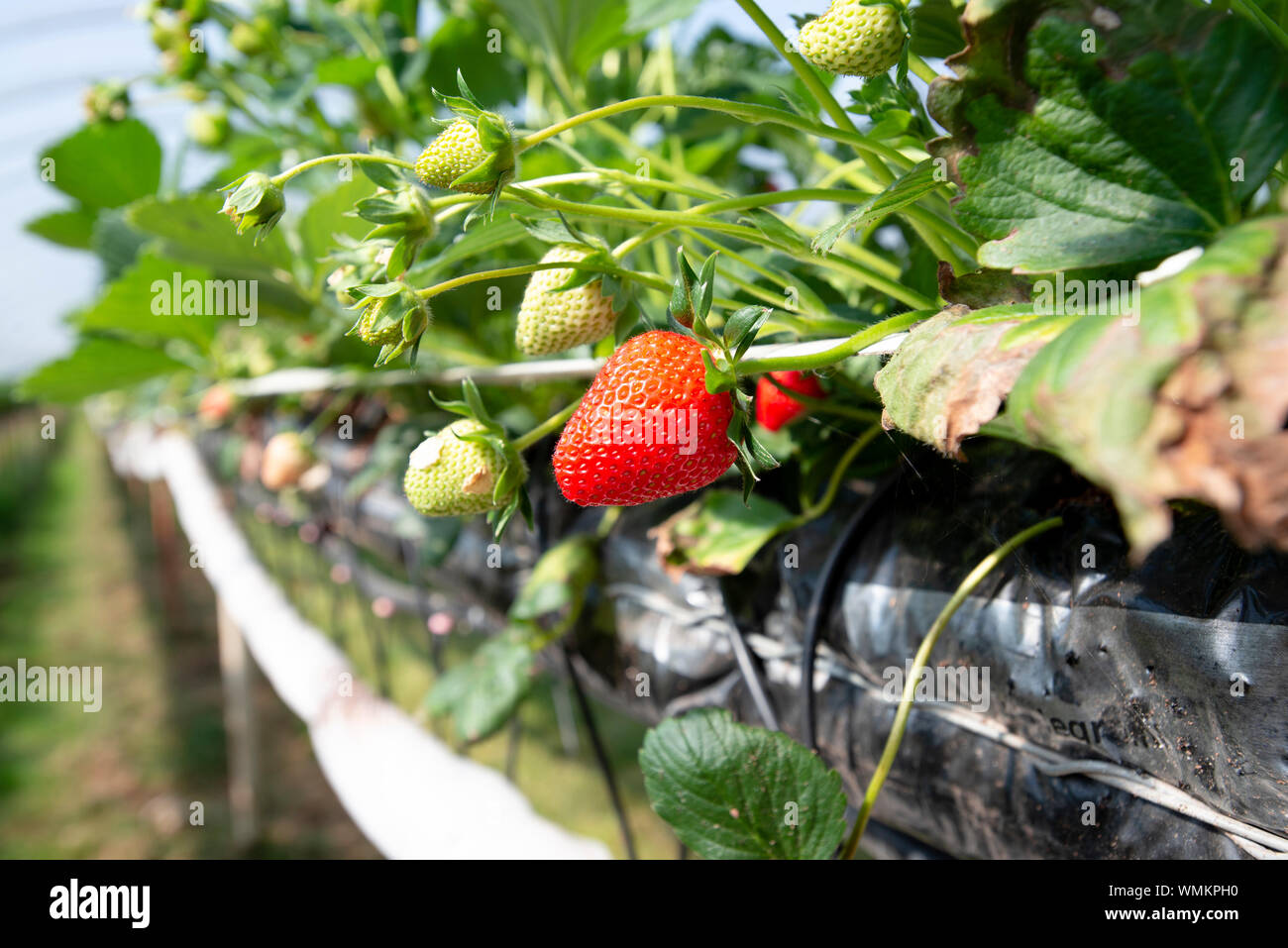 Strawberries growing on strawberry farm UK Stock Photo Alamy