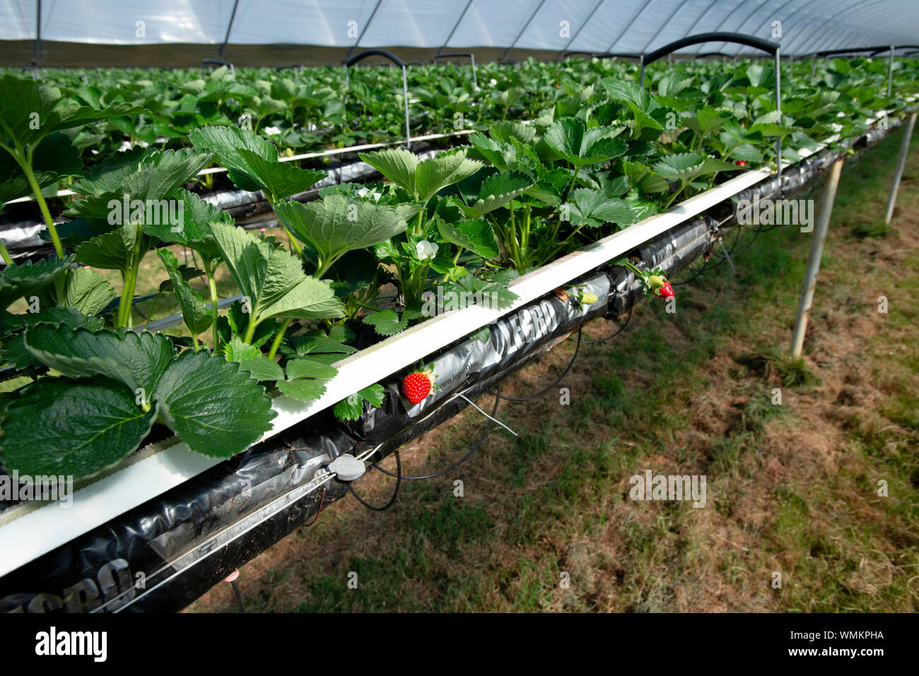 Strawberries growing on strawberry farm in polytunnel UK Stock Photo