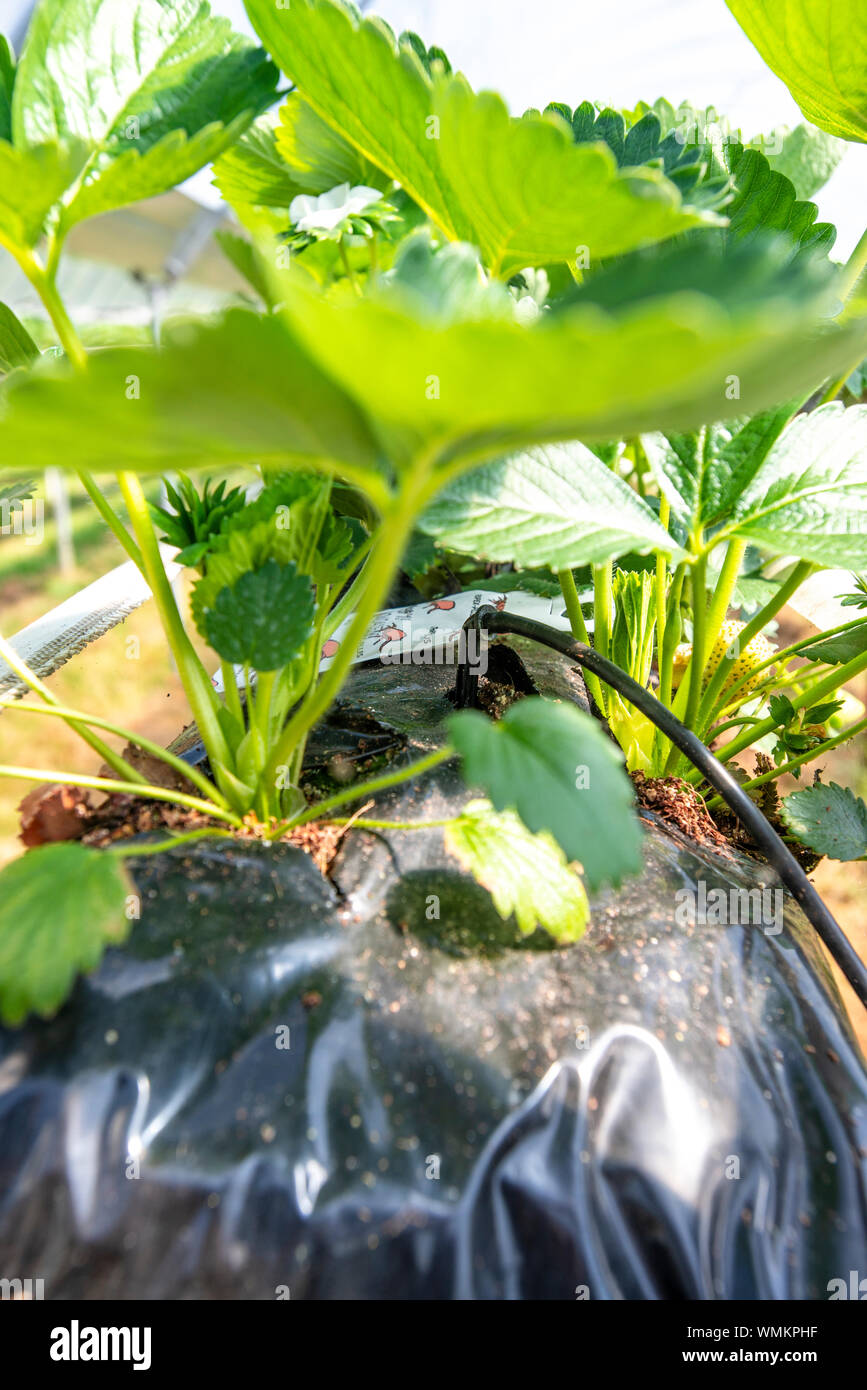 Strawberries growing on strawberry farm in polytunnel UK Stock Photo