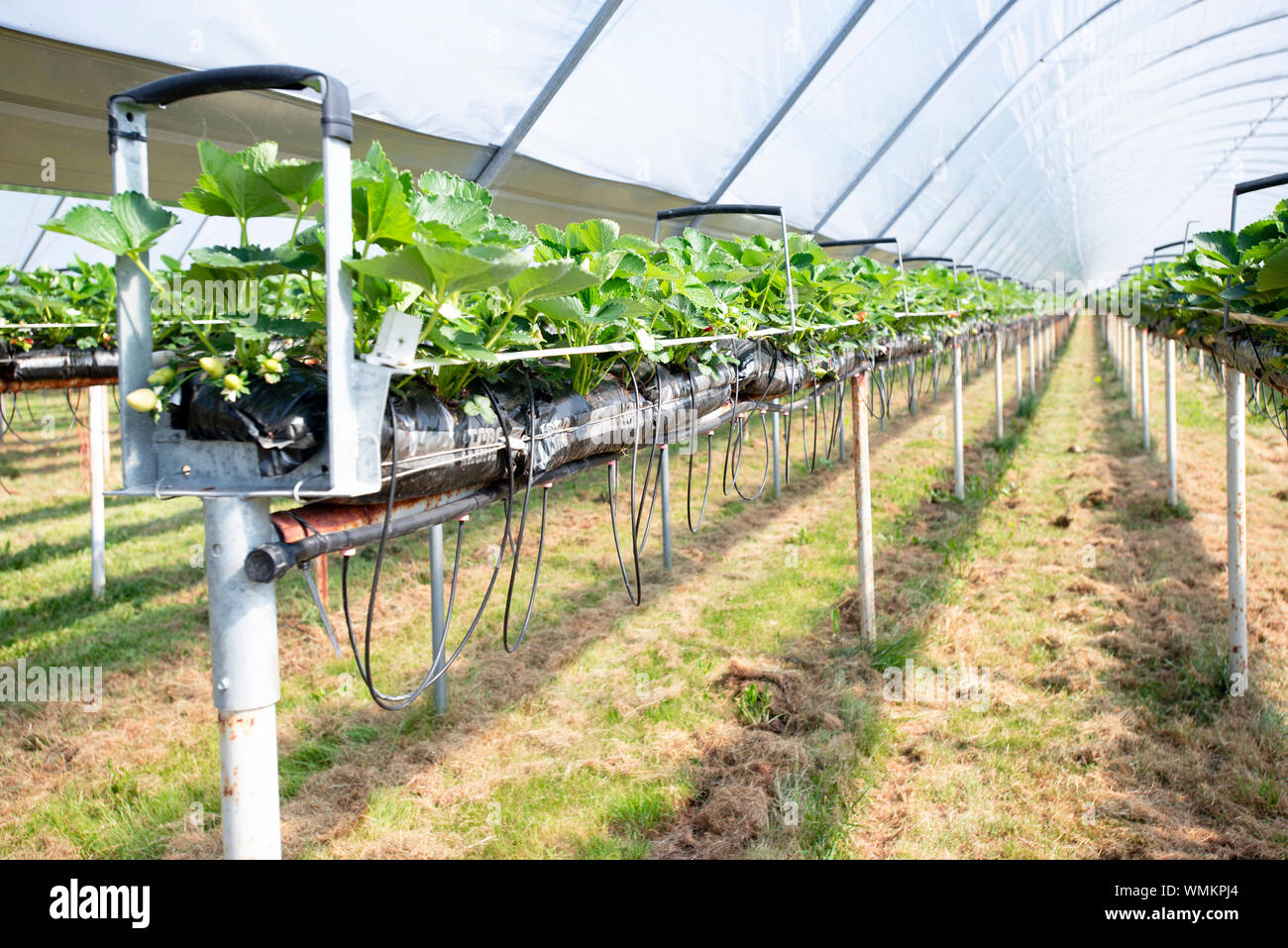 Strawberries growing on strawberry farm in polytunnel UK Stock Photo
