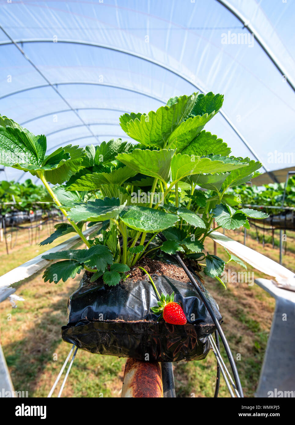 Strawberries growing on strawberry farm in polytunnel UK Stock Photo