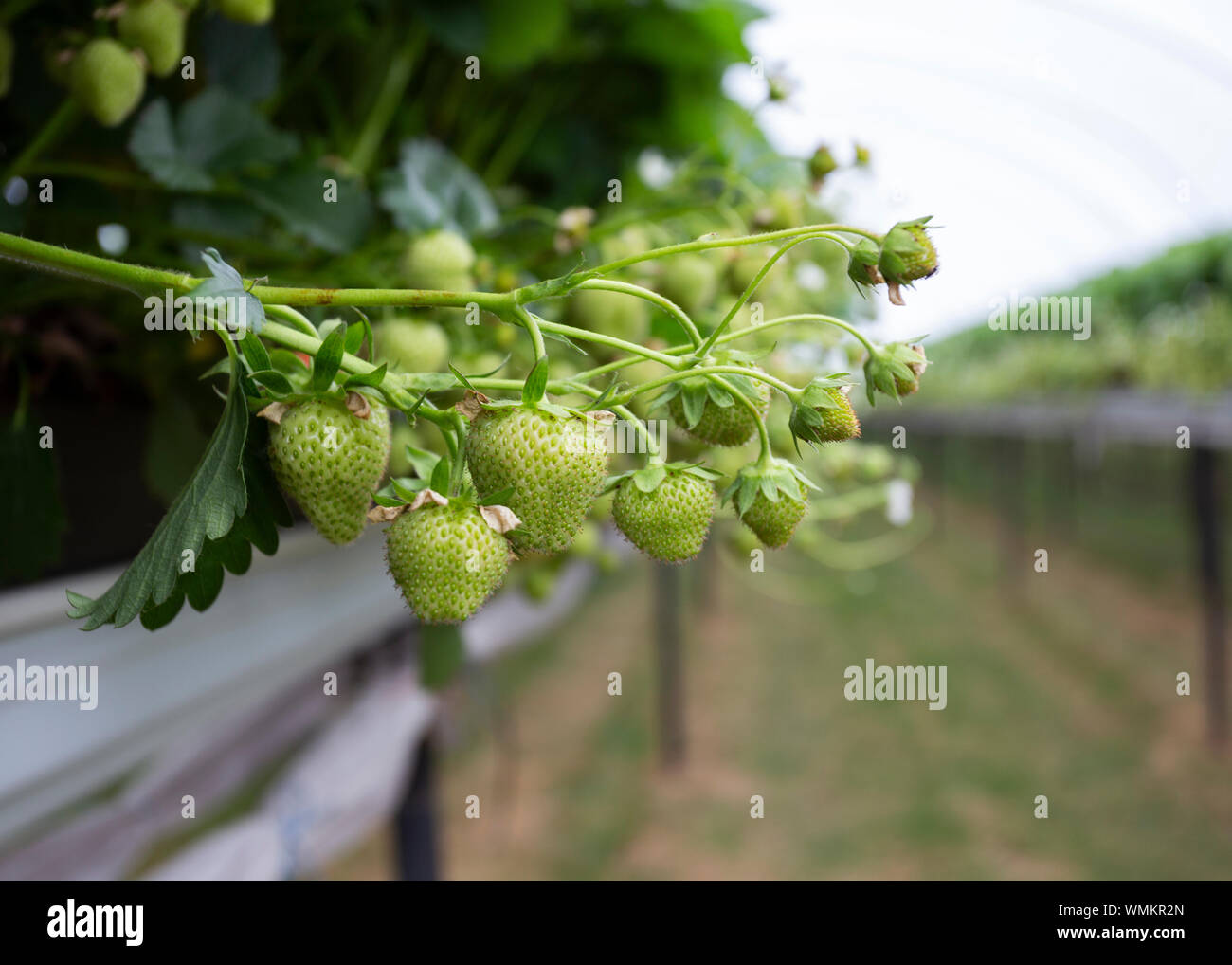 Unripened strawberries in strawberry farm UK Stock Photo Alamy