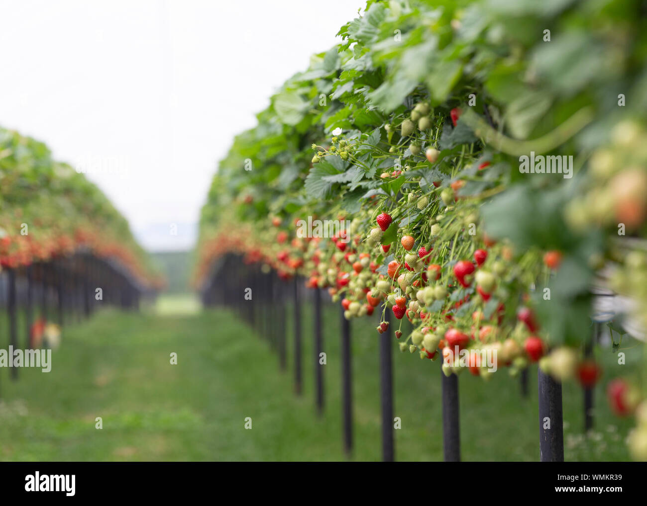 Strawberries growing on strawberry farm UK Stock Photo Alamy