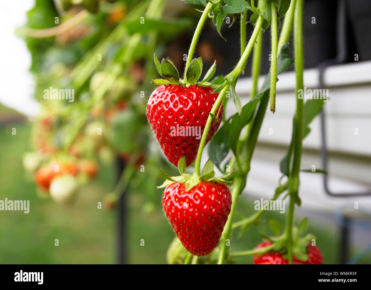Strawberries growing on strawberry farm UK Stock Photo Alamy