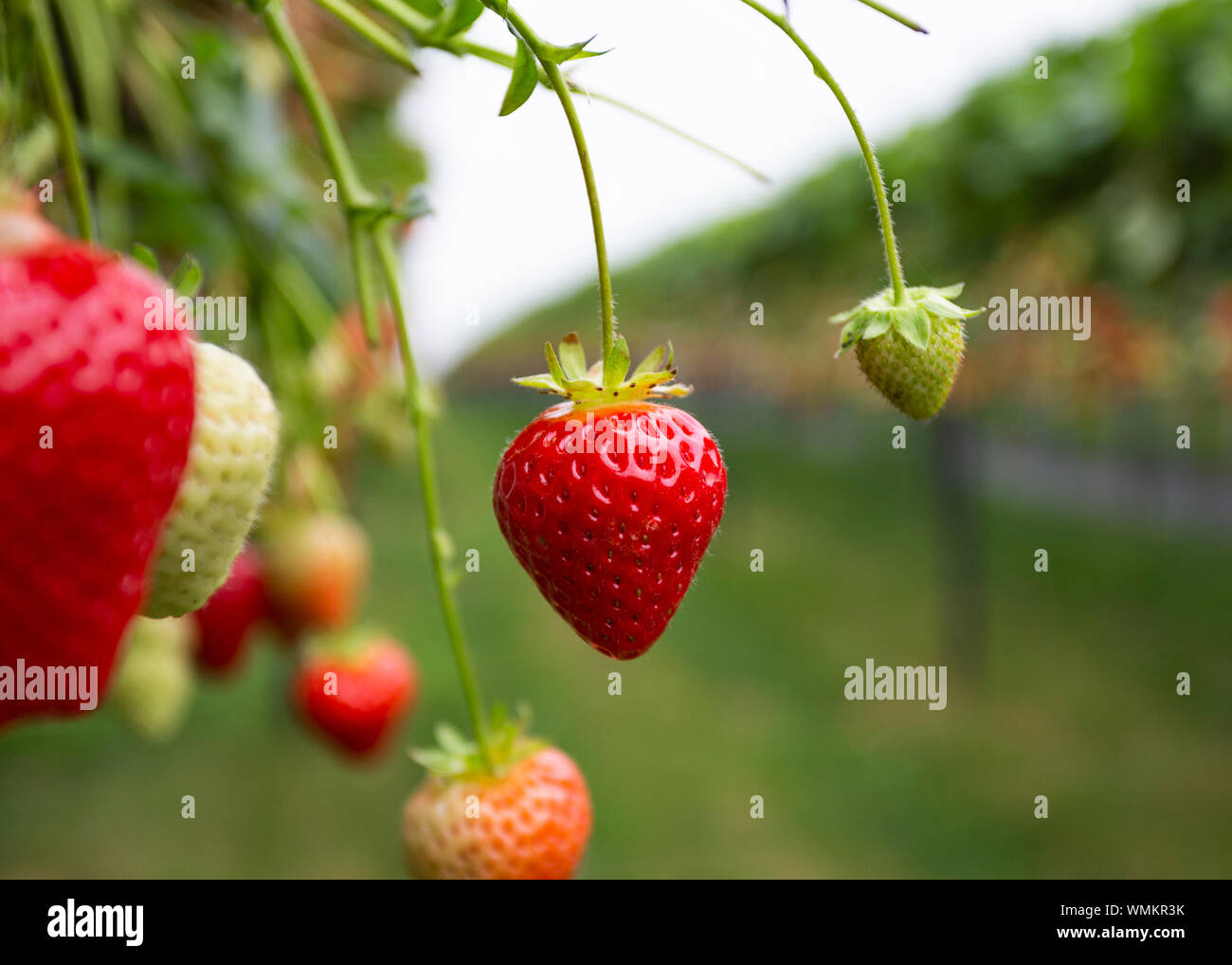 Strawberries growing on strawberry farm UK Stock Photo - Alamy