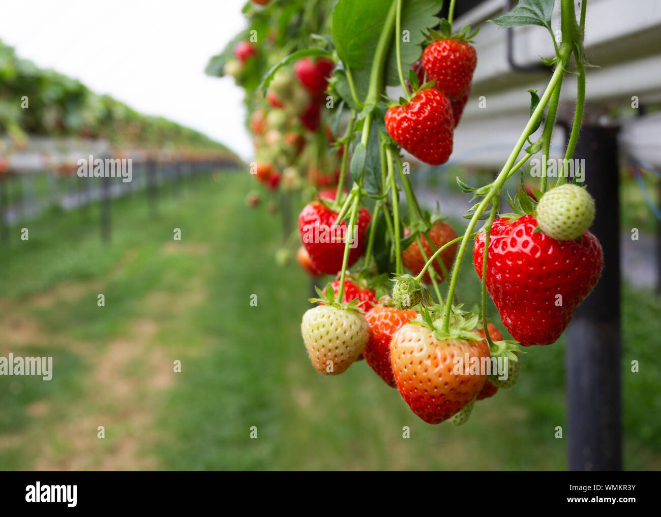 Strawberries growing on strawberry farm UK Stock Photo Alamy