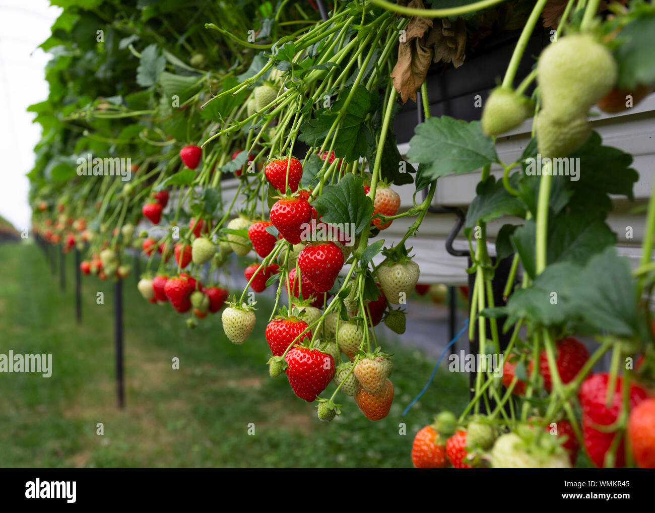 Strawberries growing on strawberry farm UK Stock Photo Alamy