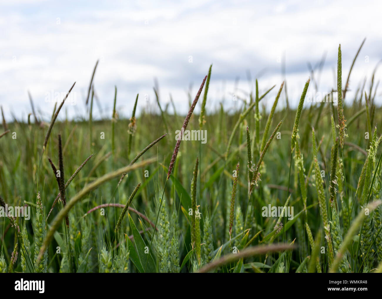 Blackgrass hires stock photography and images Alamy