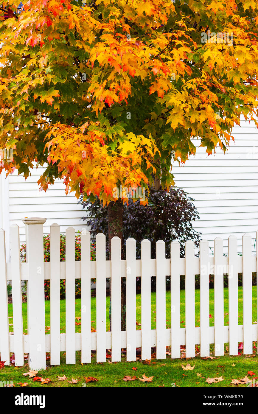 White picket fence and a maple tree during fall foliage season, Stowe