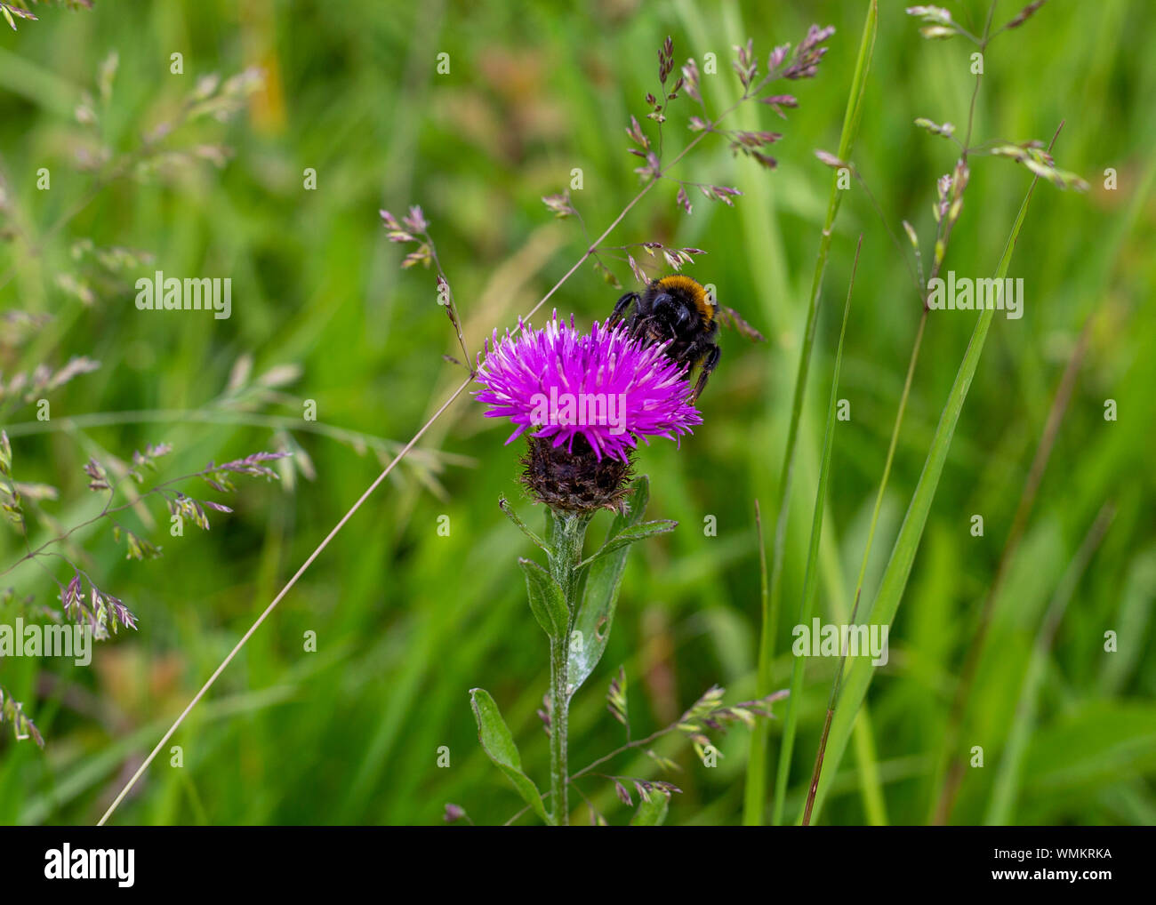 Bee pollinating wildflowers UK Stock Photo Alamy
