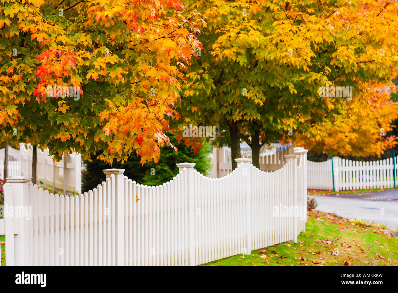 White picket fence and a maple tree during fall foliage season, Stowe
