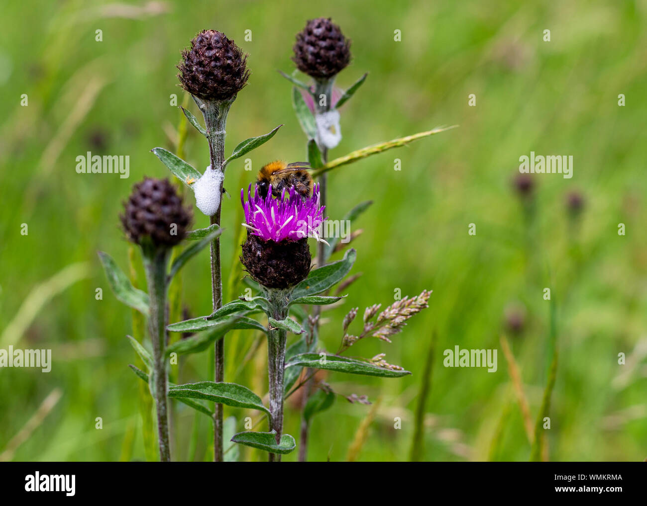 Bee pollinating wildflowers UK Stock Photo Alamy
