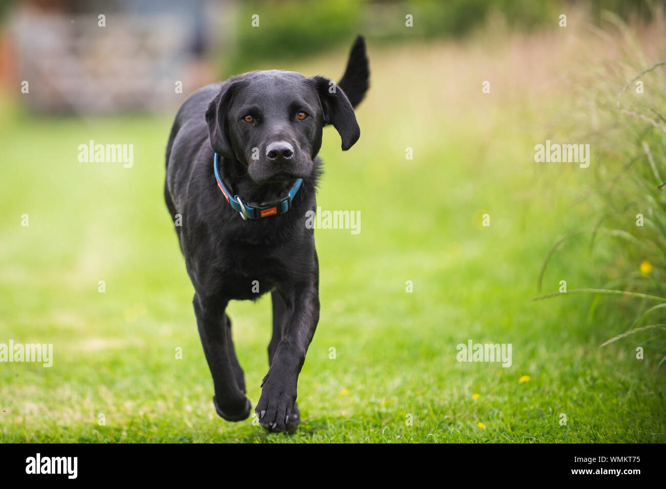 Black Labrador on Farm running UK Stock Photo