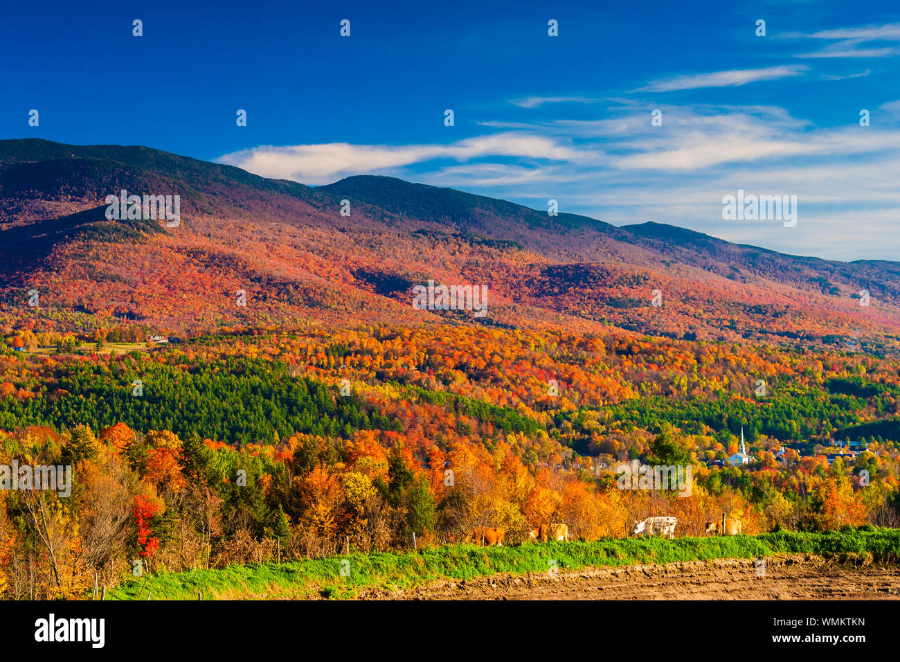 Autumn foliage with Stowe Village and cows, Stowe, Vermont, USA Stock