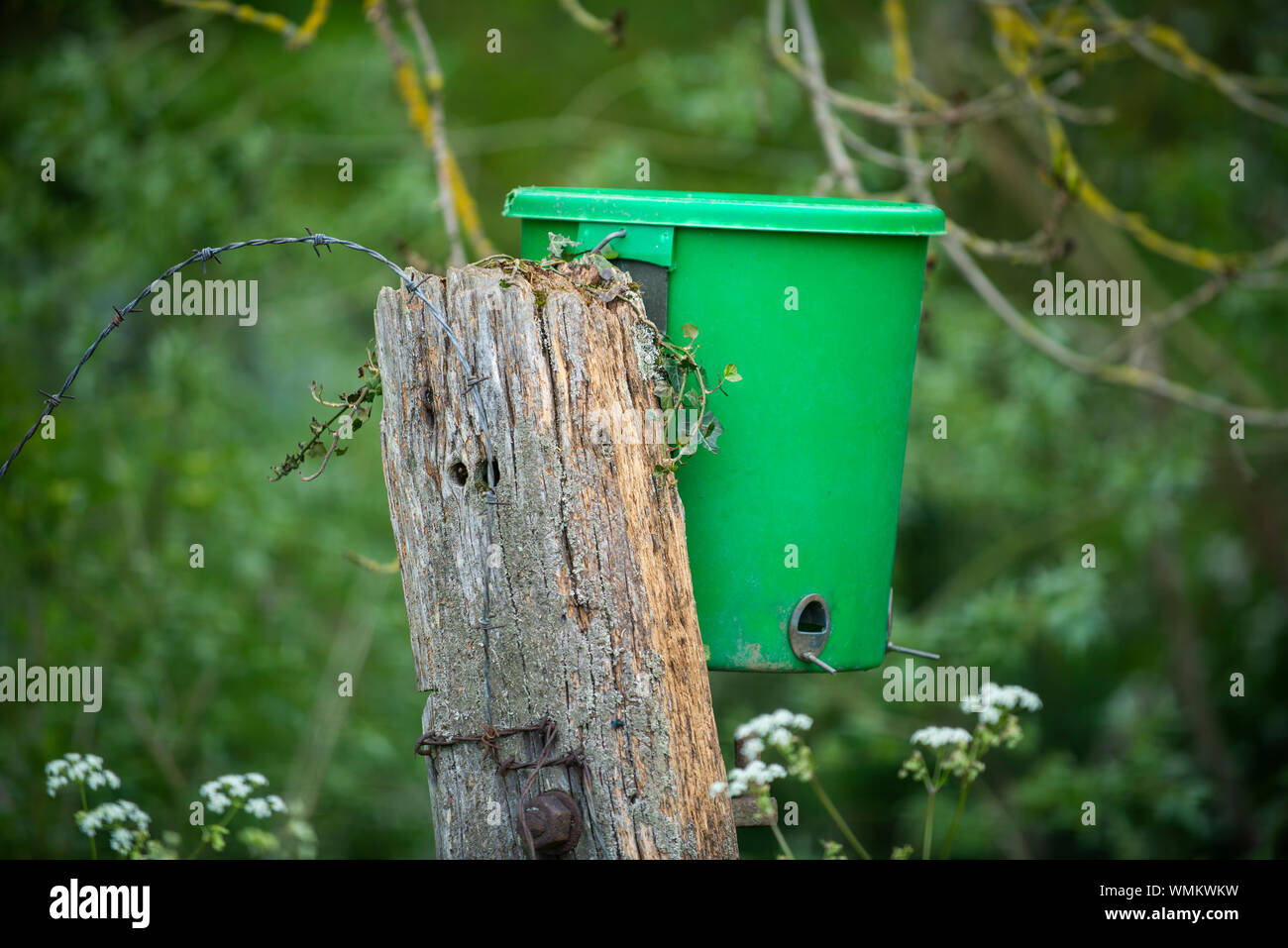 Bird feeder in woodland UK Stock Photo Alamy