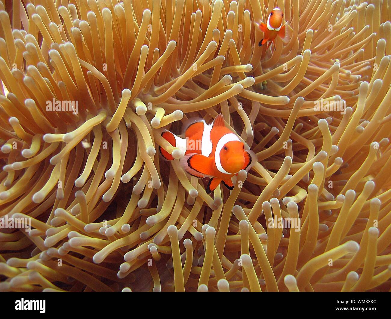 selective-closeup-shot-of-ocellaris-clownfish-nemo-among-coral-reefs