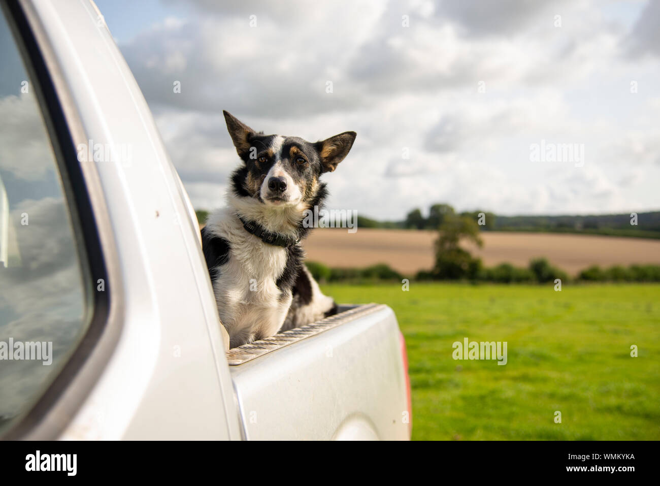 Two sheep dogs in a pick up truck in a field UK Stock Photo