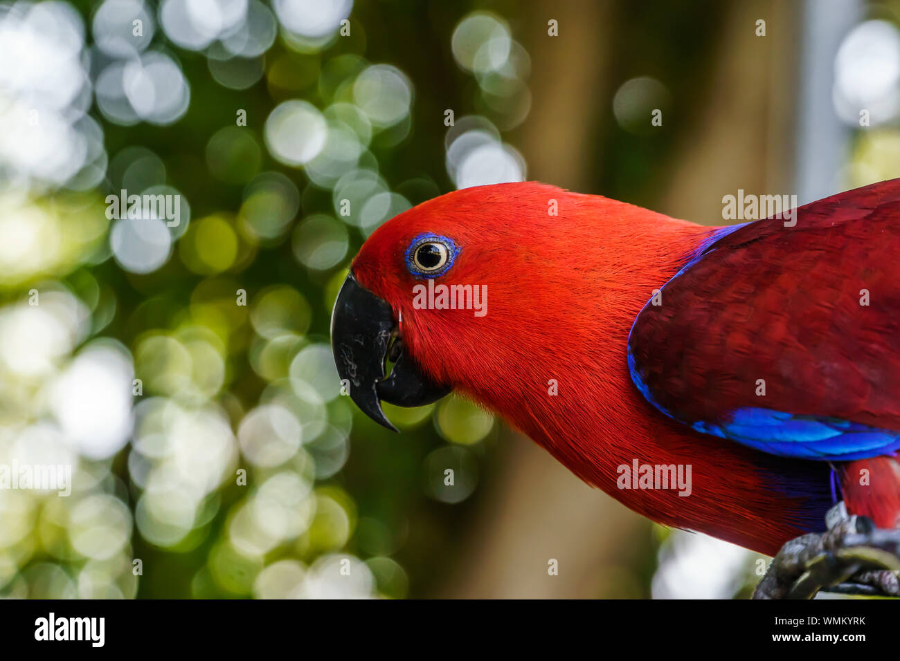 Female parrot hires stock photography and images Alamy
