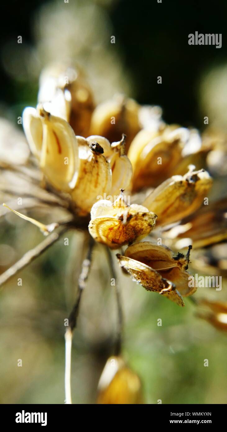Close-up Of Seedpod On Plant Stock Photo