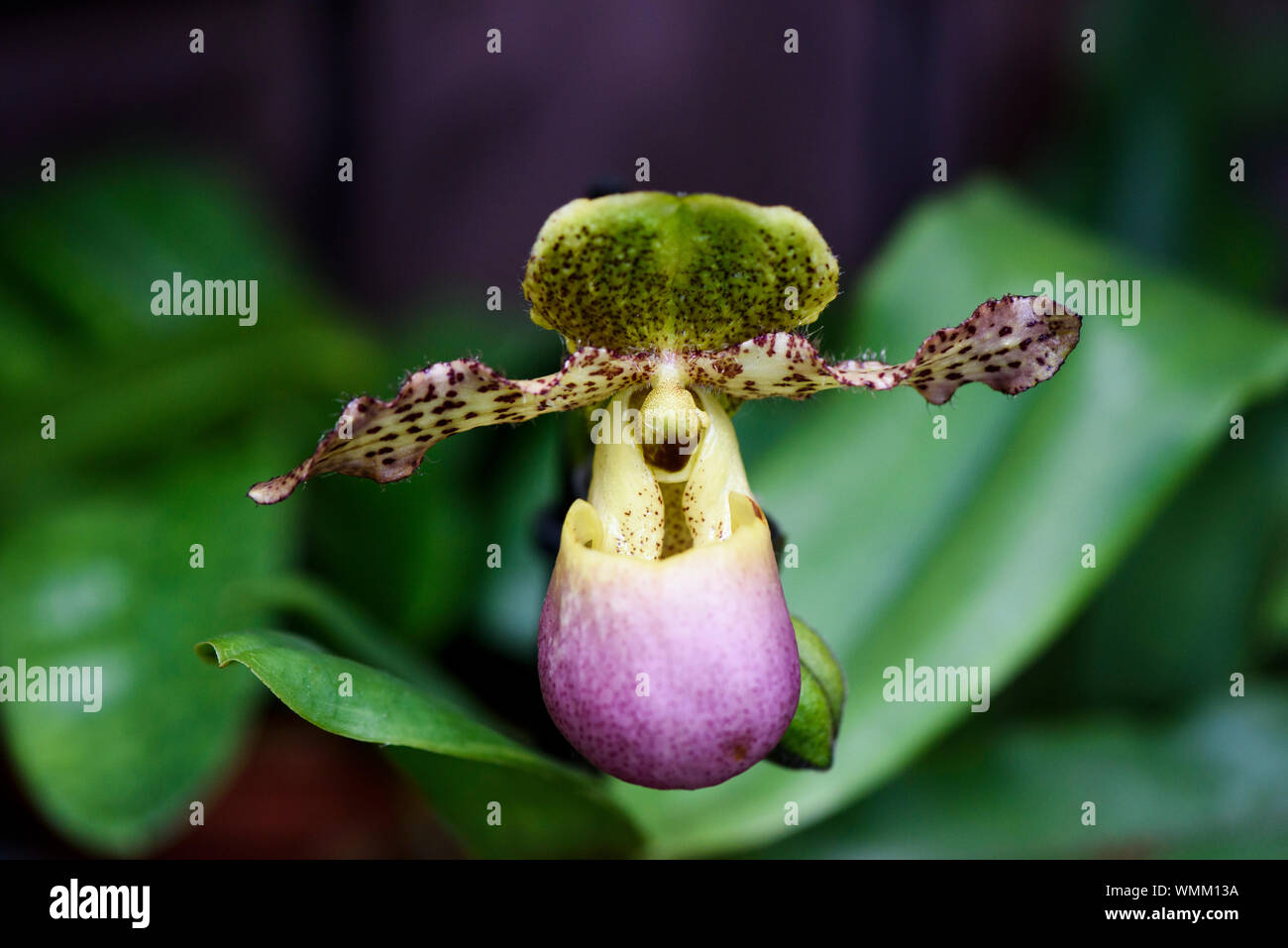 Rare Orchid, Paphiopedilum moquetteanum, Close-up Stock Photo