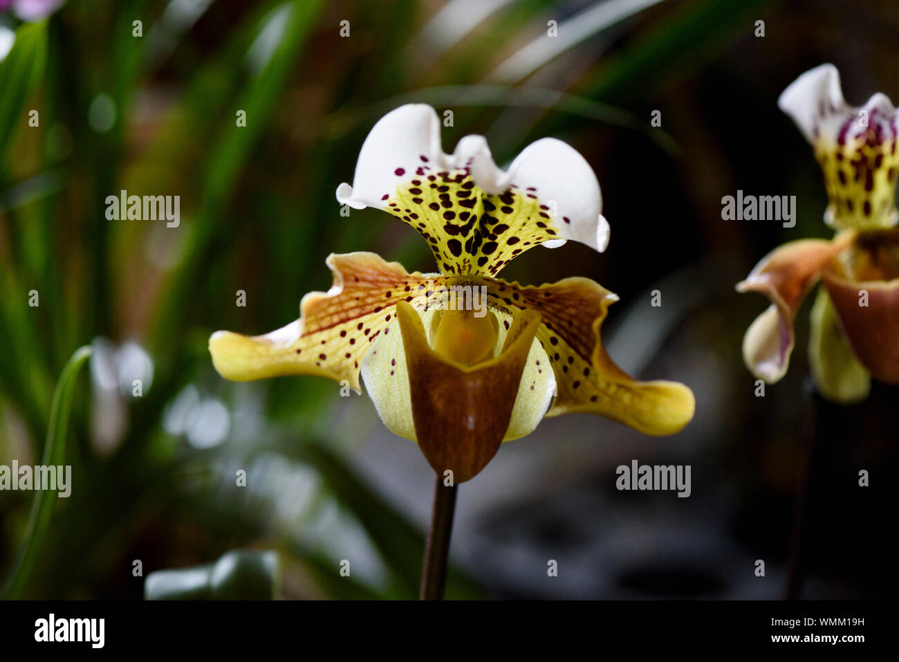 Rare Orchid, Paphiopedilum exul, close up Stock Photo