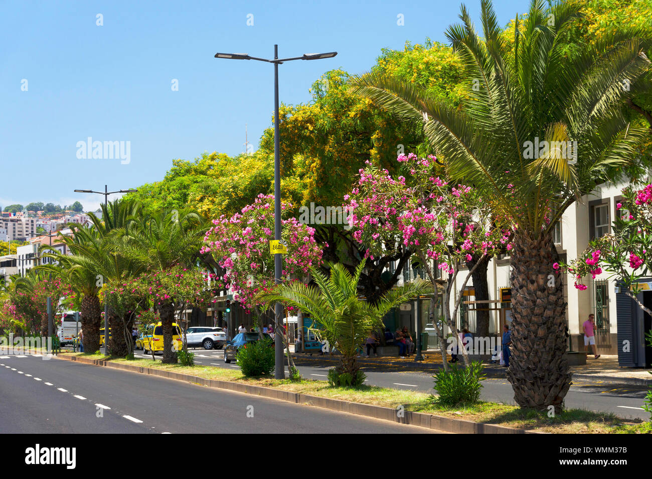 Plants On Dividing Line Amidst Road In City Against Sky Stock Photo