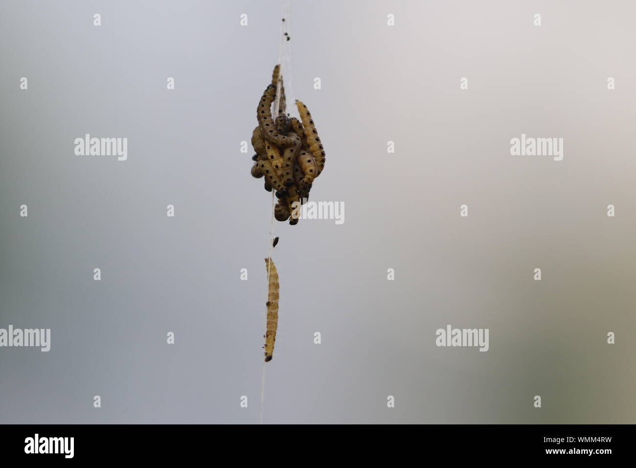 Hanging Worm Stock Photos Hanging Worm Stock Images Alamy