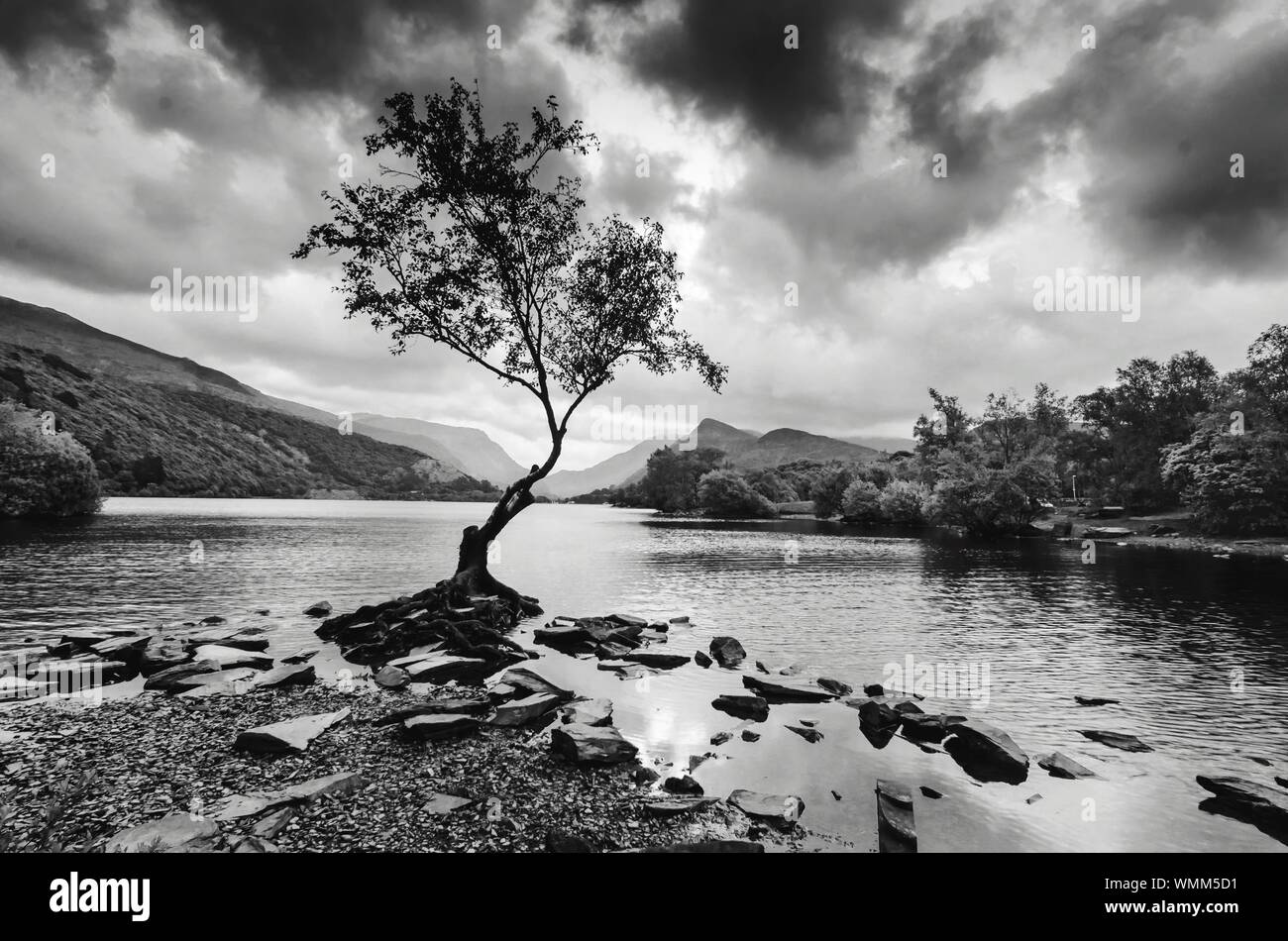 Tree Growing At Llyn Padarn Against Cloudy Sky Stock Photo