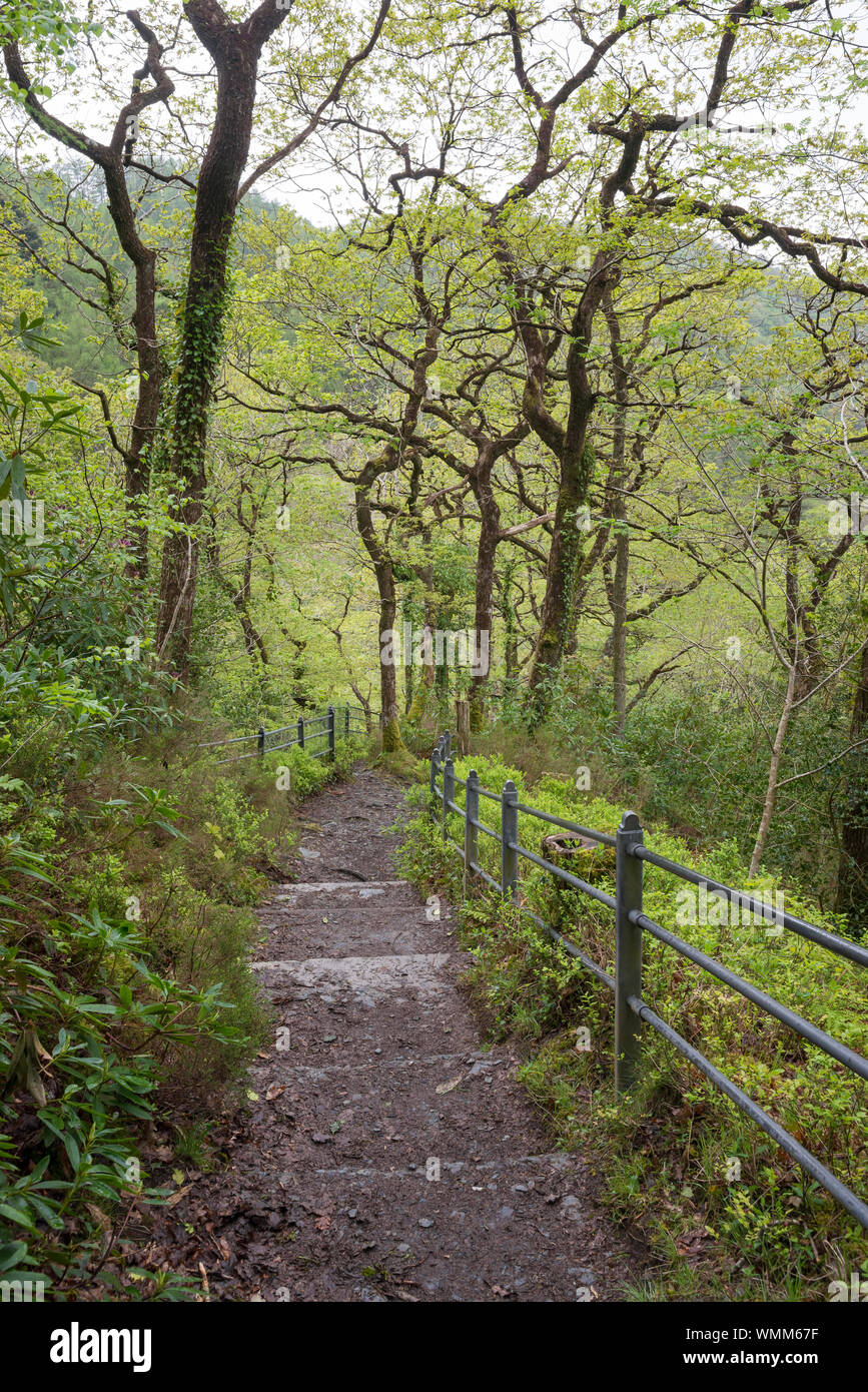 Devil's Bridge Falls, Wales. A well known tourist attraction near