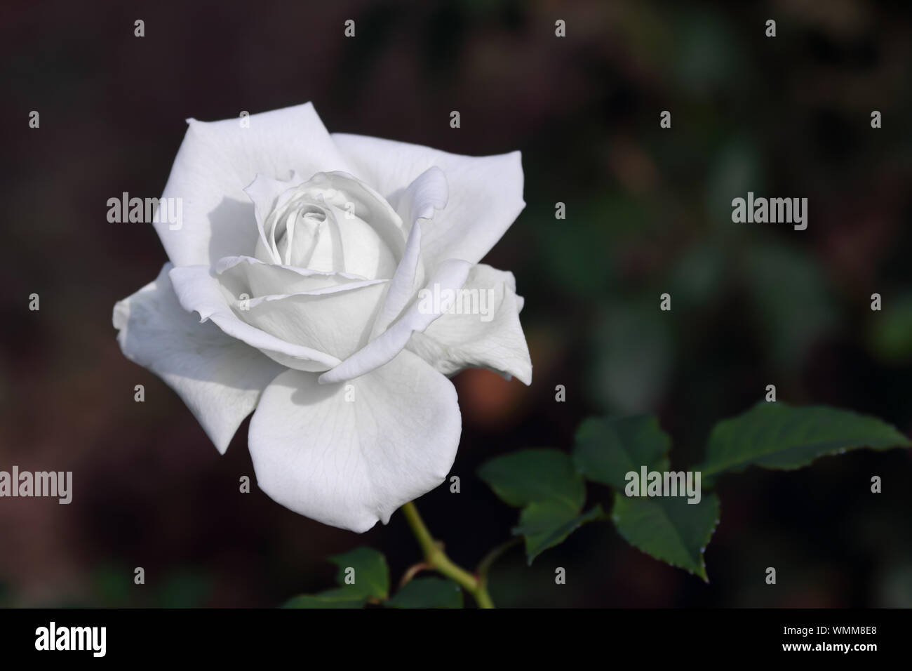 Closeup white rose flower on dark background Stock Photo - Alamy