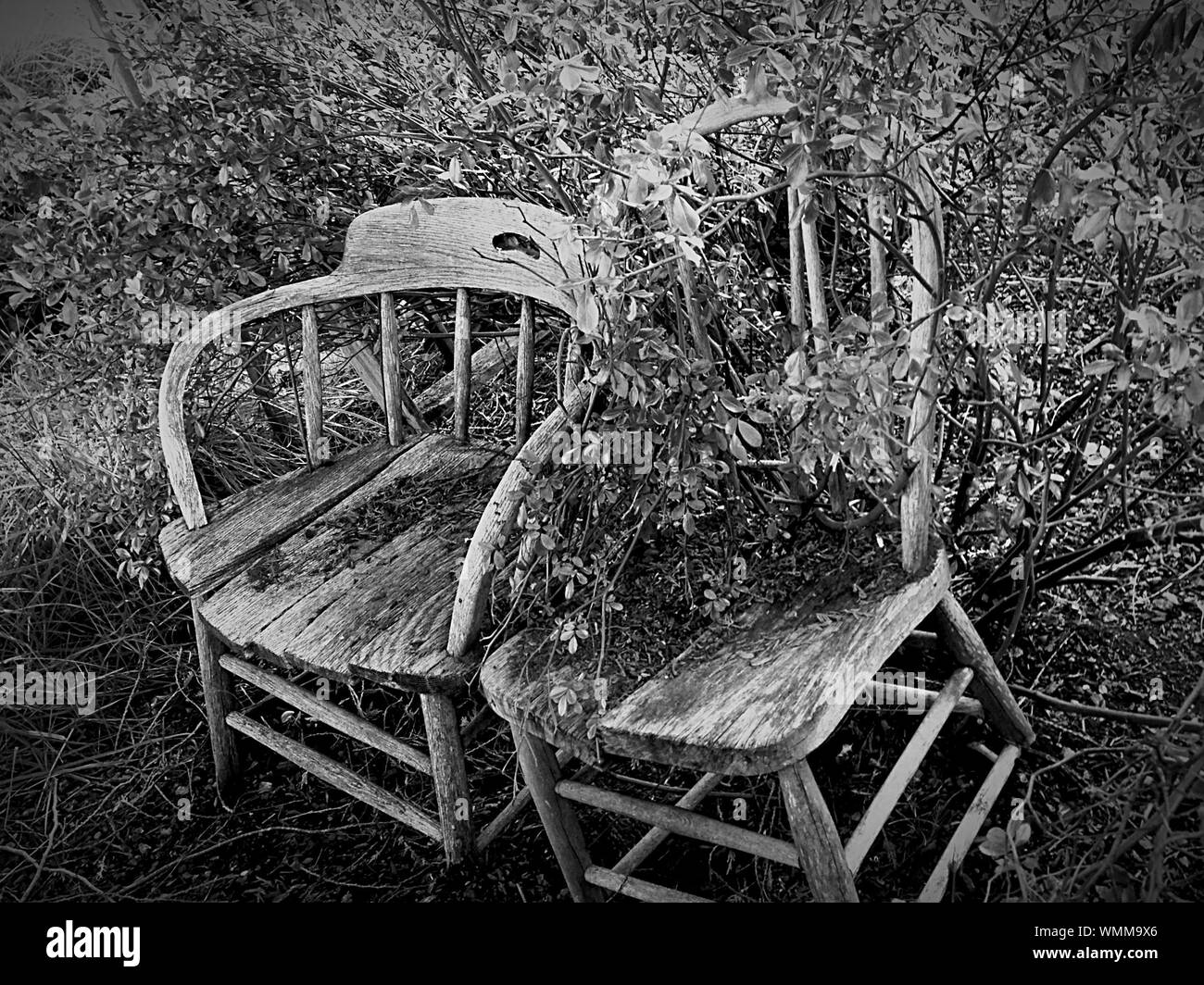 Abandoned Wooden Chairs With Overgrown Plant In Back Yard Stock Photo