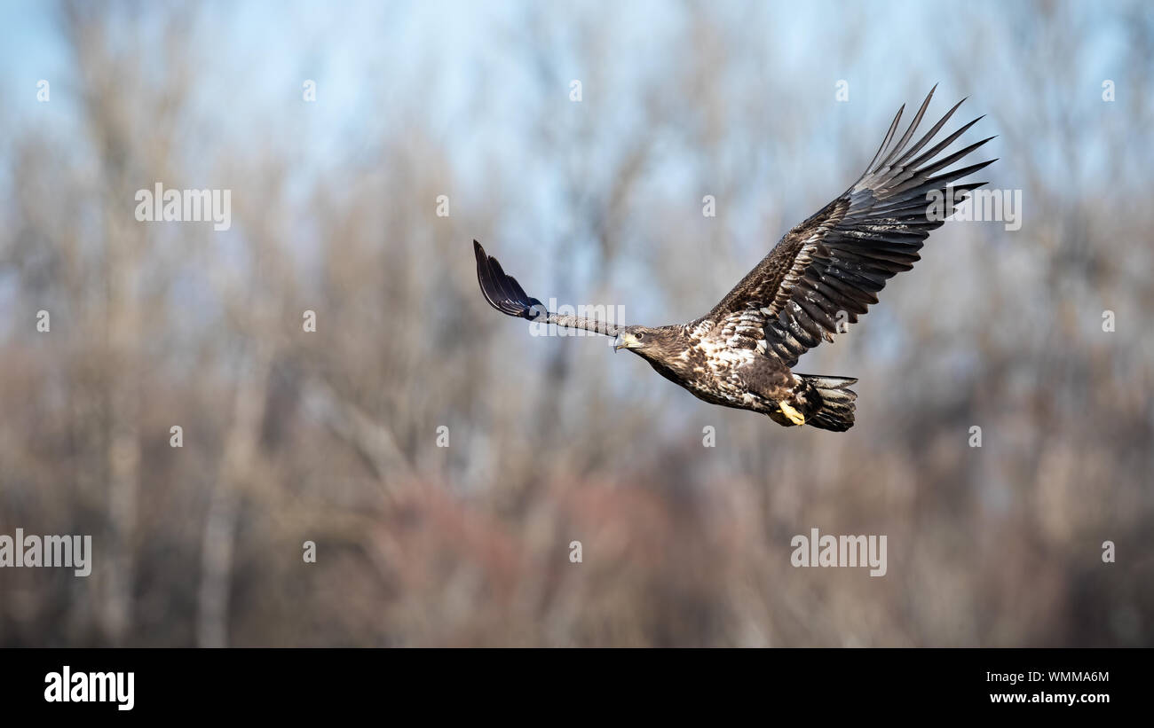 Juvenile white-tailed eagle flying with with blurred forest in background Stock Photo