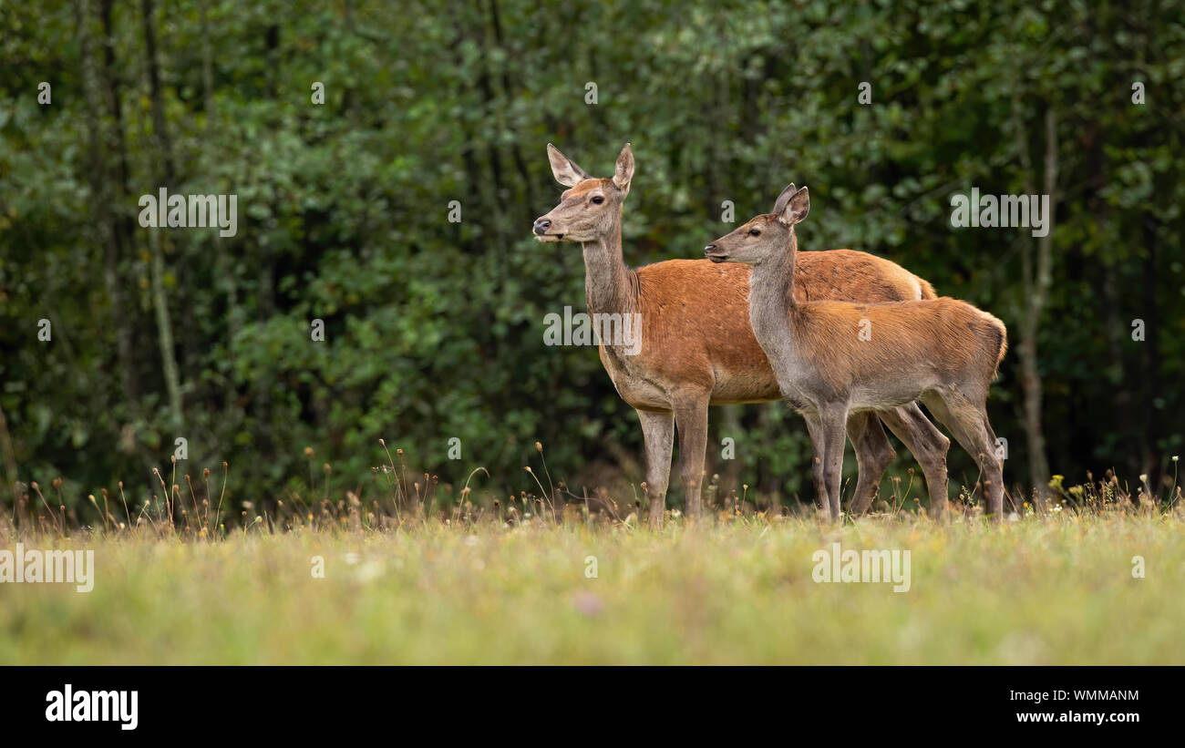 Cute red deer in nature looking aside with copy space Stock Photo