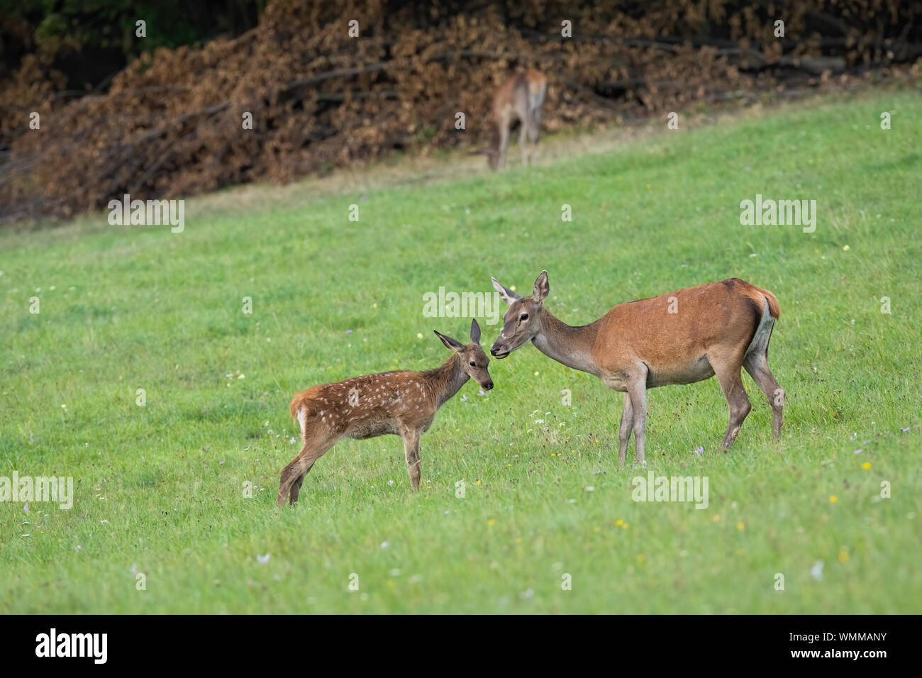 Red deer youngster standing close to its mother on a green meadow in summer Stock Photo