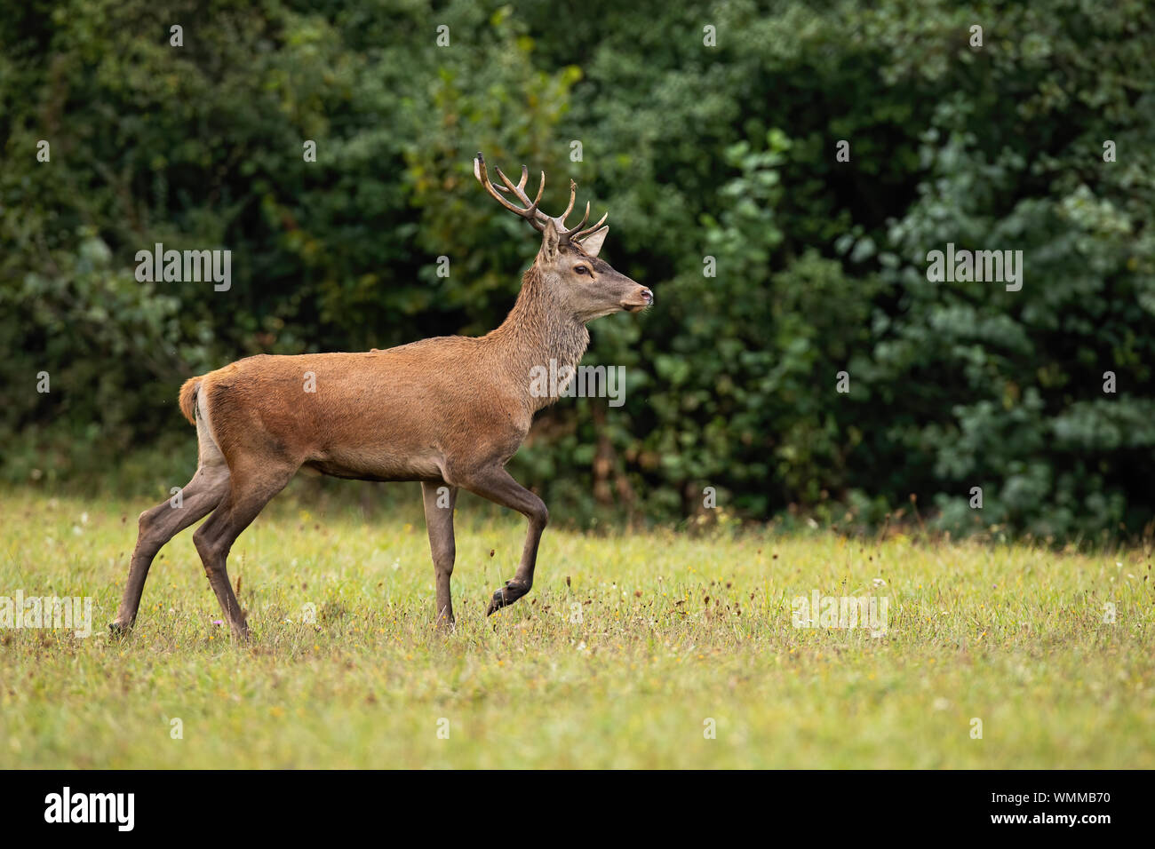 Red deer stag walking with leg mid-air in nature with copy space. Stock Photo