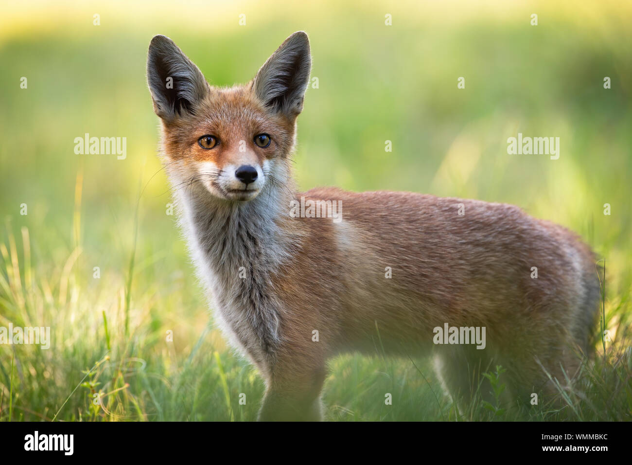 Wild alerted fox facing camera with ears oriented forward listening intensely. Stock Photo