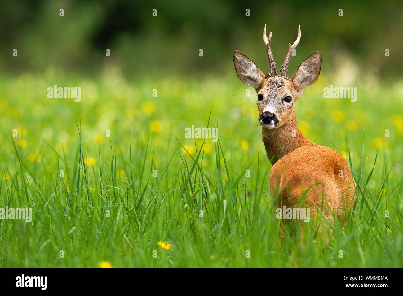 Roe deer buck looking behind on a green meadow with yellow flowers in summer. Stock Photo